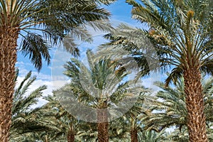 Plantation of Phoenix dactylifera, commonly known asÂ dateÂ orÂ date palm trees in Arava and Negev desert, Israel, cultivation